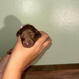 Chocolate and Tan . 1600 - Chocolate and tan male Dachshund puppy in Williston, Florida from Teenie Weenie Dachshunds