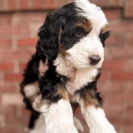 Vinson - Tri-color male Bernedoodle puppy in Ammon, Idaho from Little Stone Bernedoodles