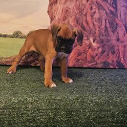 Boxer Puppies from Puppy Patch