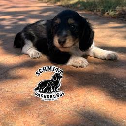 Tiger Lilly - Piebald female Dachshund puppy in Ramona, Oklahoma from Schmitt Dachshunds