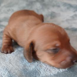 Red boy - Red male Dachshund puppy in Cedar Rapids, Iowa from Paulassillydogs