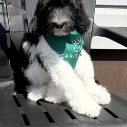 Andy (read complete description) - Black male Labradoodle puppy in Plainfield, New Jersey from Caris Paws Poodles and Doodles