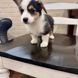 Ginny - Black and tan female Pembroke Welsh Corgi puppy in Payson, Utah from Spring Creek Aussies + Corgis
