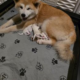 Japanese Akitainu puppies from Four Seasons Akita (Shikisou)