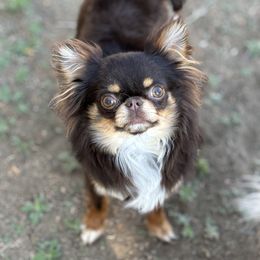 Candy - Chihuahua