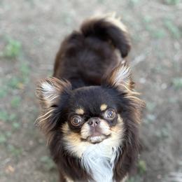 Candy - Chihuahua