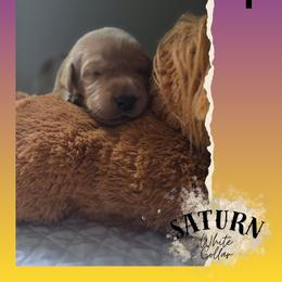 White Collar - Saturn - Yellow female Labrador Retriever puppy in Sumerduck, Virginia from Cedar Mountain Retrievers