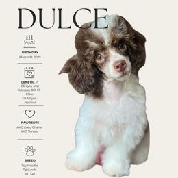 Dulce - Poodle