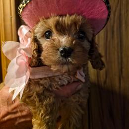 Sierra - Red female Cavapoo puppy in Arkansas from Brew House