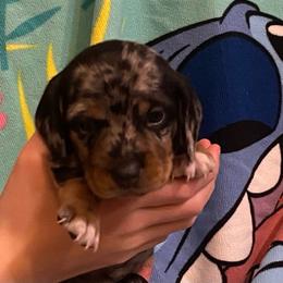 FRECKLES - Dapple female Dachshund puppy in Elizabethtown, Kentucky from Teeny Tiny Puppy Tails
