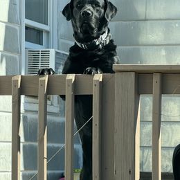 Philo - Labrador Retriever