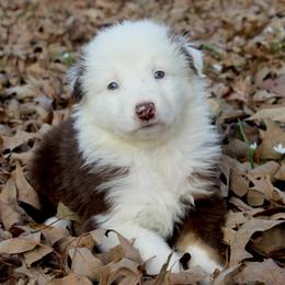 Australian Shepherd Puppies from Blush & Lace Aussie Co.