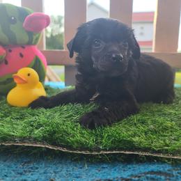 Vhhl male 4 - Black and white male Chinese Crested puppy in New Castle, Pennsylvania from Long Haul Cresteds & Long Rotts