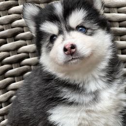 Pomsky Puppies from Granite State Pomskies