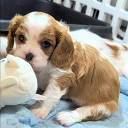 Quigley - Blenheim male Cavalier King Charles Spaniel puppy in Stilwell, Oklahoma from Love Bug Cavaliers