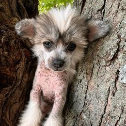 Pity Pat - Black white and tan female Chinese Crested puppy in New Haven, West Virginia from EverCrest