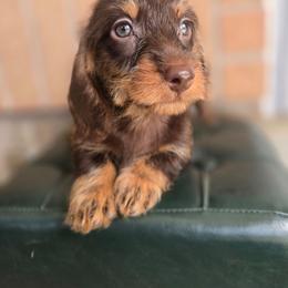 River - Chocolate and tan male Dachshund puppy in West Haven, Utah from Doxie Trails LLC