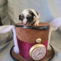 "Mario" Miniature Australian Shepherd Puppies from Wonderland Aussies