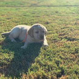 Peach collar - Yellow female Labrador Retriever puppy in Big River, California from Cozy Acres Farm Labradors