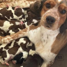 Duffy - Liver white and tan male English Springer Spaniel puppy in Coeur D'alene, Idaho from Springer Hollow