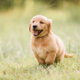 Golden Retriever Puppies from Stellar Acres Golden Retrievers