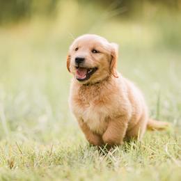 Golden Retriever Puppies from Stellar Acres Golden Retrievers