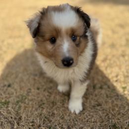 Sable Merle Girl 3 - Sable merle and white female Shetland Sheepdog puppy in Shirley, Arkansas from Lucky Pups
