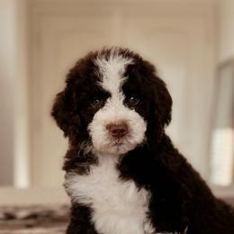Ramen - Brown and white male Bernedoodle puppy in Maricopa, Arizona from Desert Ridge Doodles