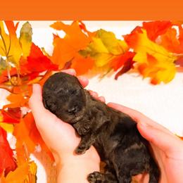 Oak - Merle male Goldendoodle puppy in Kissimmee, Florida from Poodle Doodle Kennels