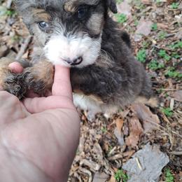 Rudy - Tri-color male Bernedoodle puppy in Lafayette, Alabama from Williams Lake Doodles
