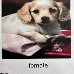 Peach - Cream female Dachshund puppy in Watertown, Massachusetts from Jae’s Puppy House