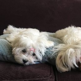 Maltese from Maltese Mama