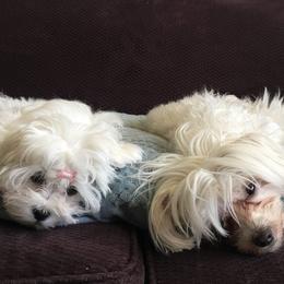 Maltese from Maltese Mama