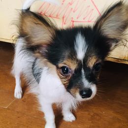 Papillons from Double D farm featuring Nova papillons