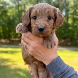 Sailor - Red  female Goldendoodle puppy in Kenansville, North Carolina from J+A Family Doodles