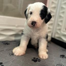 BEARCLAW - Black and white male Sheepadoodle puppy in Riverside, California from Downtown Doodles & Frenchies