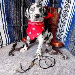 Liam - Harlequin male Great Dane puppy in Climax, Michigan from Beaver Creek Danes