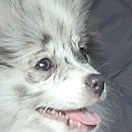 Pomeranians from Cristina Cammarota
