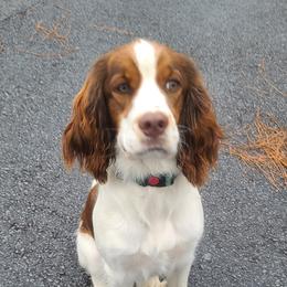 Elli - English Springer Spaniel