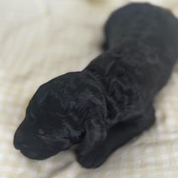 BERT - Black male Poodle puppy in Thornton, Colorado from Shandy Poodle