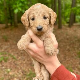Neopolitan - Apricot female Goldendoodle puppy in Kenansville, North Carolina from J+A Family Doodles