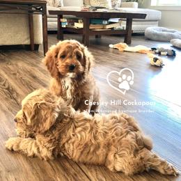 Cockapoo Puppies from Chesley Hill Cockapoos
