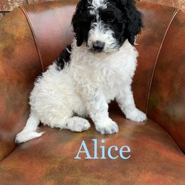 Double Doodle, Goldendoodle, and Pyredoodle Puppies from Little Muddy Doodles