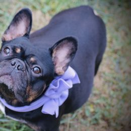 Motley - French Bulldog