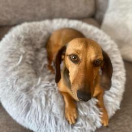 Ginger - Red female Dachshund puppy in Sacramento, California from MiniDoxPups
