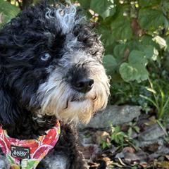 Aussiedoodles and Australian Mountain Doodles from Ridgeline Doodles