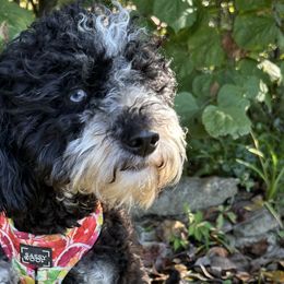 Aussiedoodles and Australian Mountain Doodles from Ridgeline Doodles