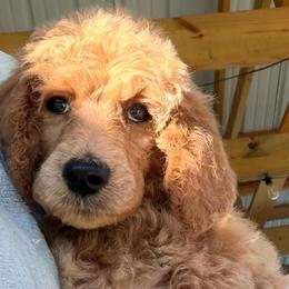 Daffy - Apricot female Poodle puppy in Greenwich, New York from MizzElle’s Standard Poodles