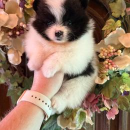 Candace - Black parti female Pomeranian puppy in Zionville, North Carolina from Shaner Poms