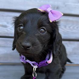 Dachshunds from Liberty Pups by MF Homestead